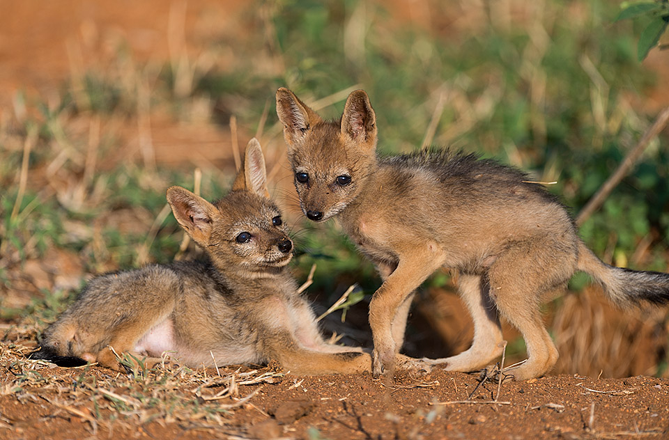 black backed jacal